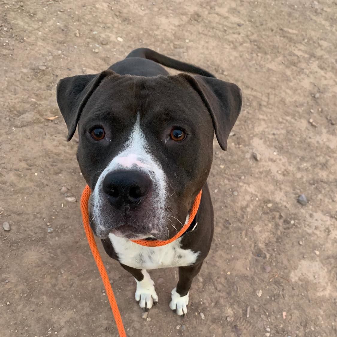 Adopt a friend: Dylan